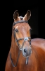 Shires Salisbury Brackley Bridle